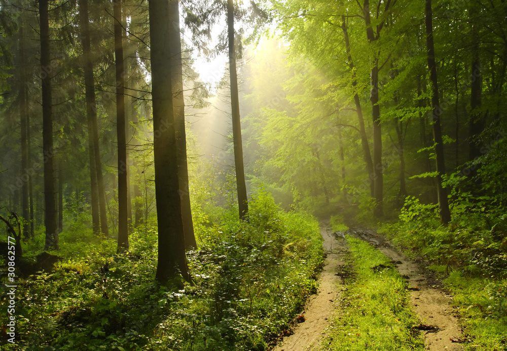 Obraz premium forêt