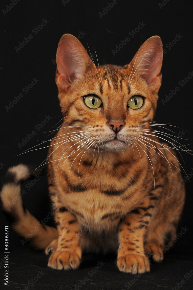 Fototapeta premium BENGALA.