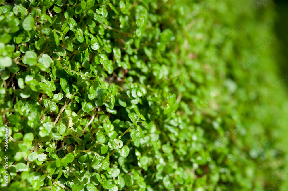 Regenwald. Kleine pflanzen