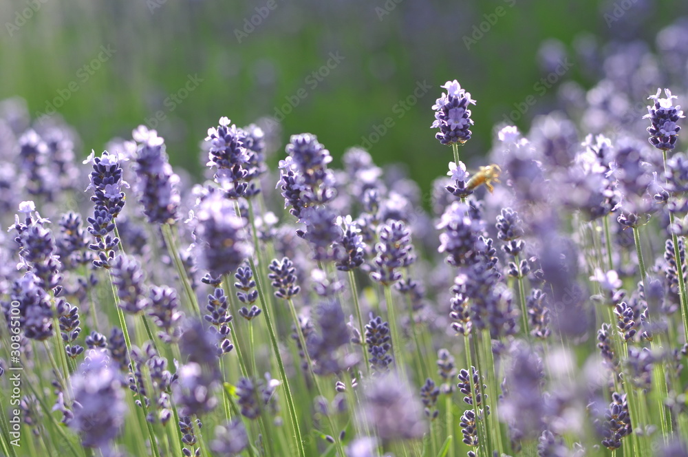 Obraz premium ラベンダーの匂い