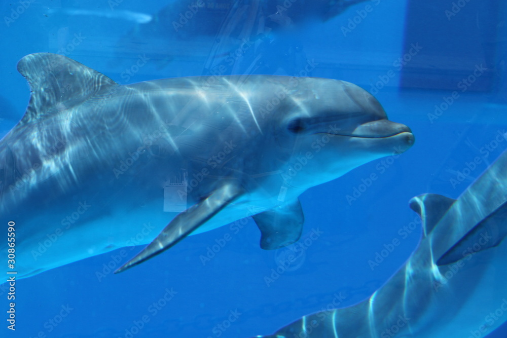 Obraz premium Delfin