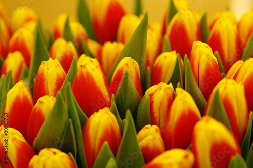 Tulips at the market