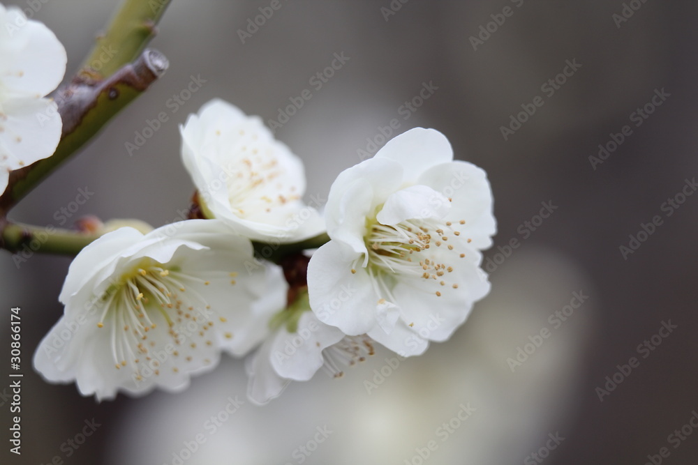 芳流閣(梅) 芳流閣(梅)