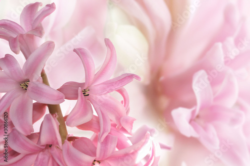 Fototapeta Naklejka Na Ścianę i Meble -  pink flowers blurred background.