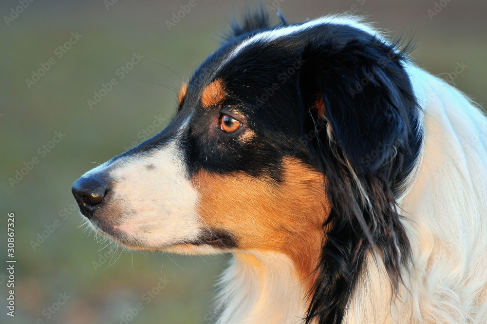 Australian Shepherd Australian Shepherd