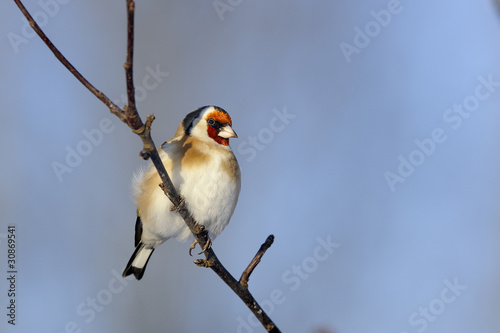 goldfinch, carduelis carduelis