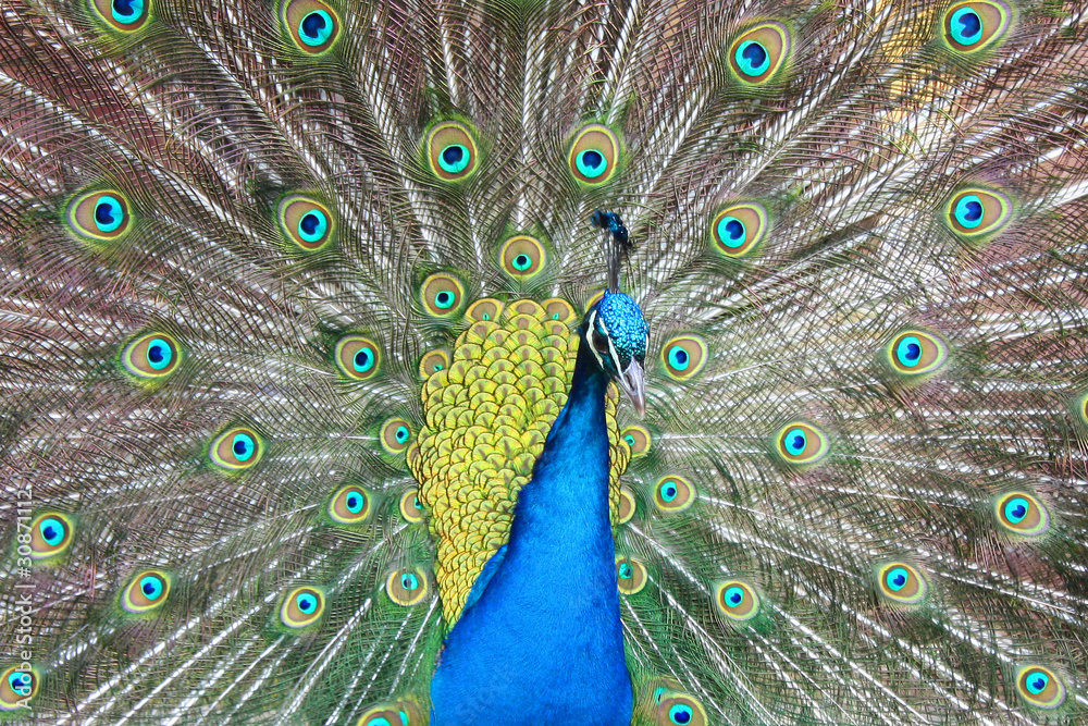 Obraz premium Pfau