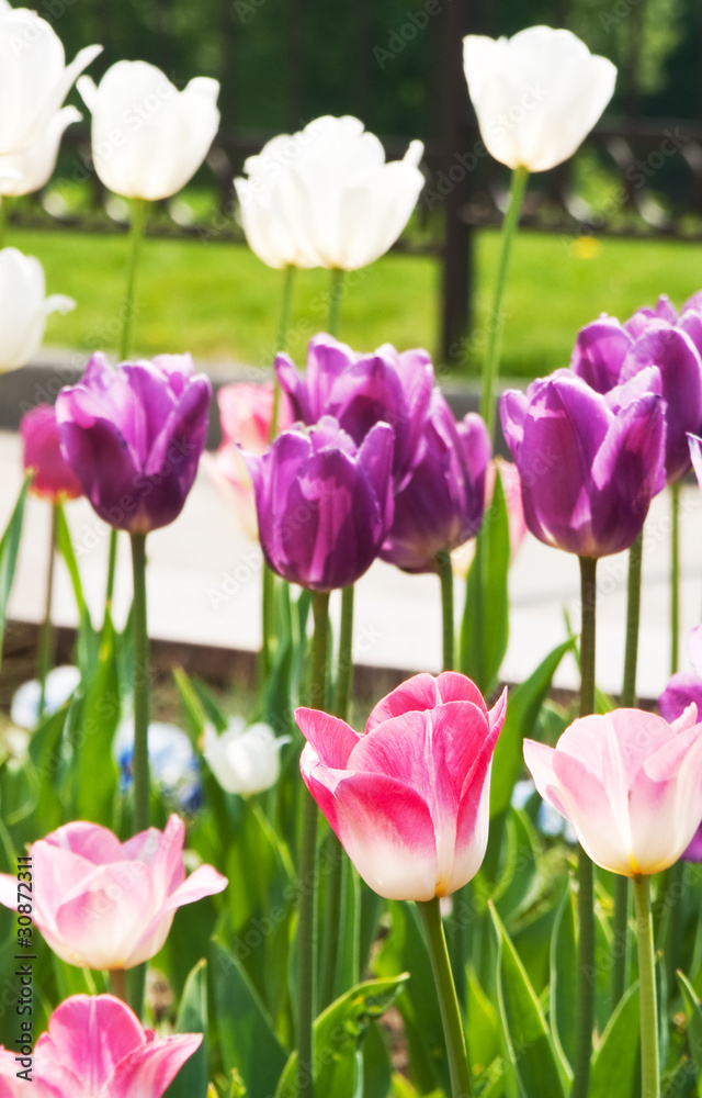 Fototapeta premium tulips