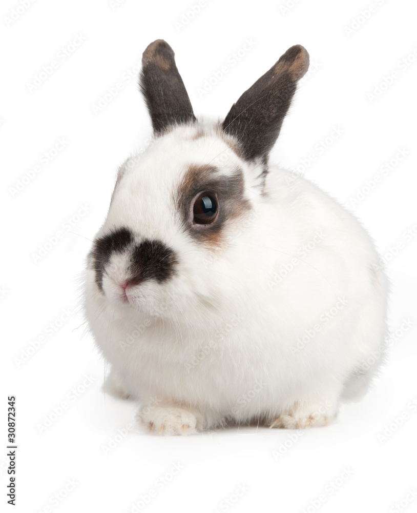rabbit rabbit