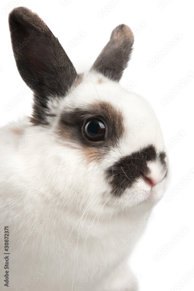 rabbit rabbit