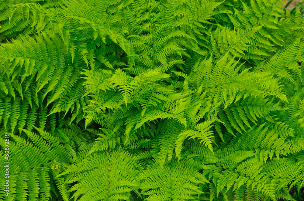 Fern Fern