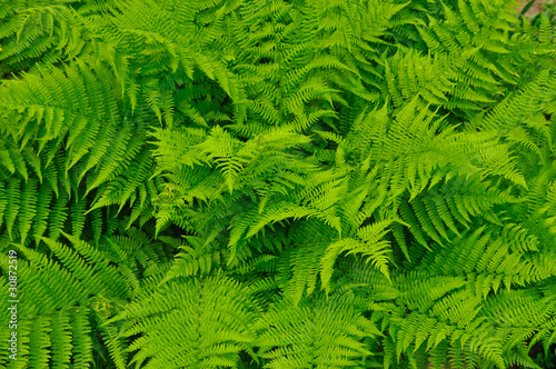 Fern