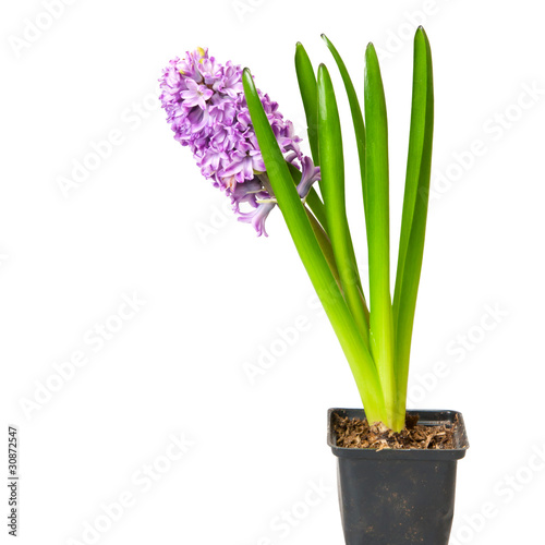 hyacinth