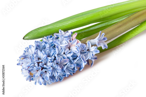 hyacinth