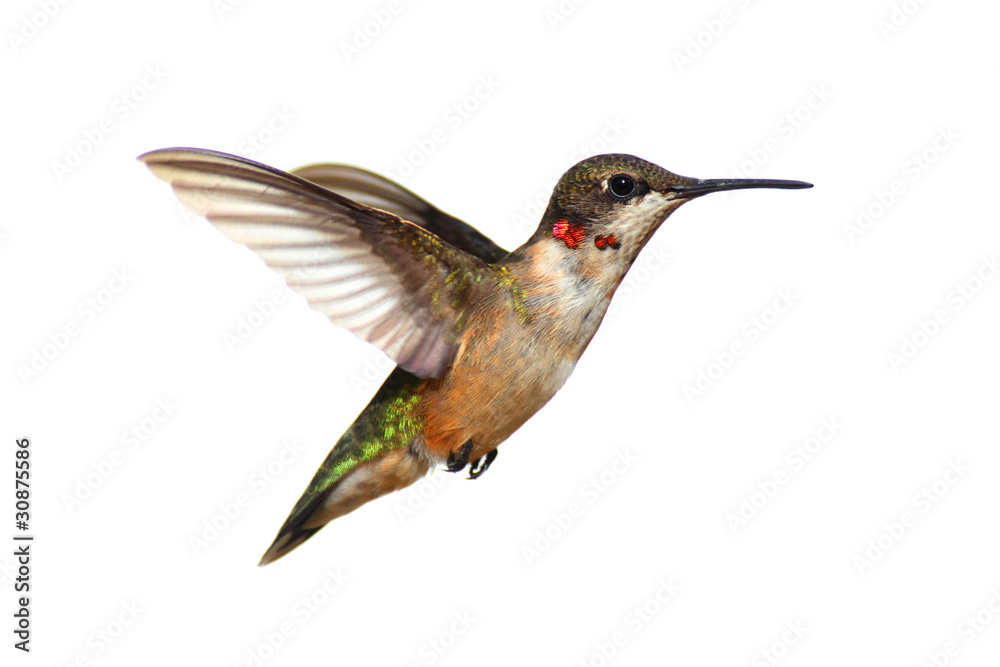 Isolated Ruby-throated Hummingbird