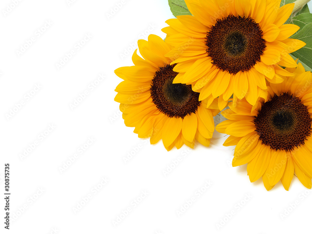 Obraz premium Sunflowers on the white background