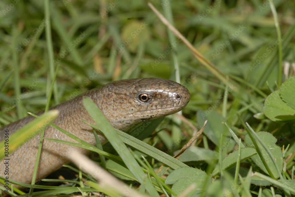 Naklejka premium Orvet