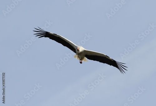 cigogne en vol