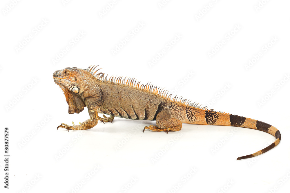 Obraz premium Iguana isolated on white background
