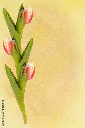 Fototapeta Naklejka Na Ścianę i Meble -  Yellow easter greetingcard with three tulips on left side