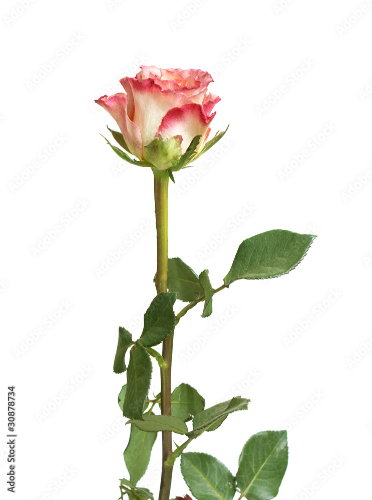 one rose isolated white background