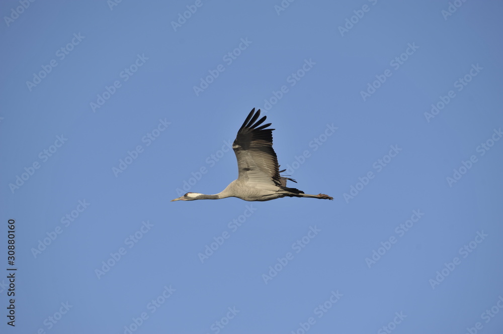 Obraz premium Common Crane in flight