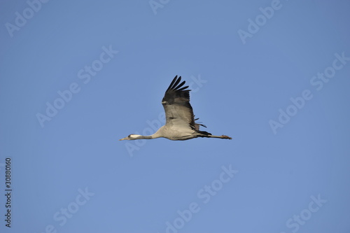 Common Crane in flight