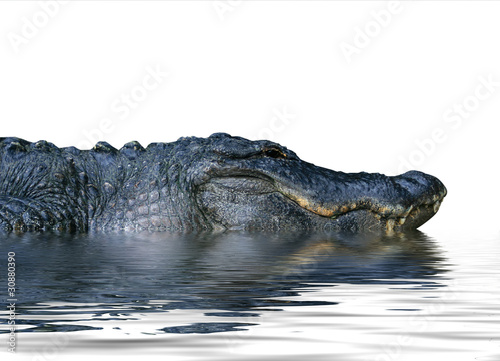 alligator