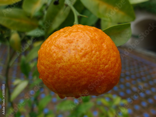 Orange et vitamine C 2