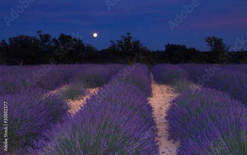 Obraz na plátně Lavender field in Provence under the moonlight