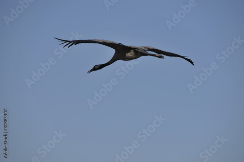 Common Crane (Grus grus), Ahula, Israel