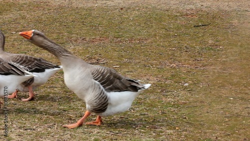 grey geese walking right to left