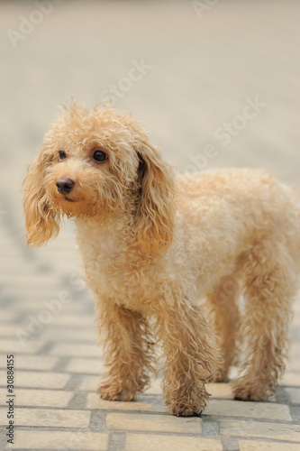 Toy poodle dog standing