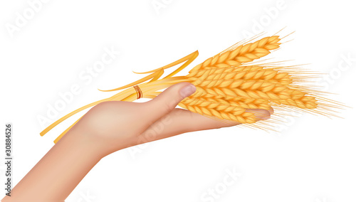 Wheat ears in the hand.Harvest concept. Vector.