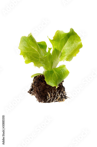 jeune plant de salade
