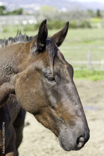 tete de cheval photo