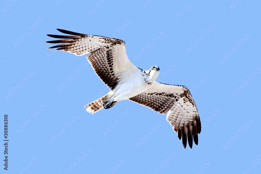 Obraz premium Eagle in flight