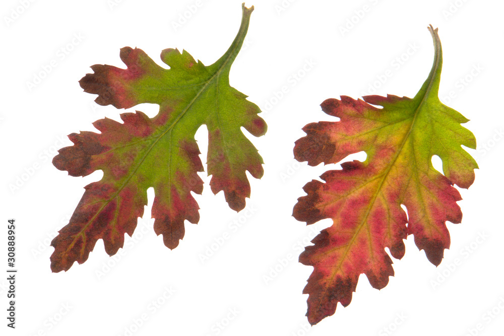 Fototapeta premium Leaf