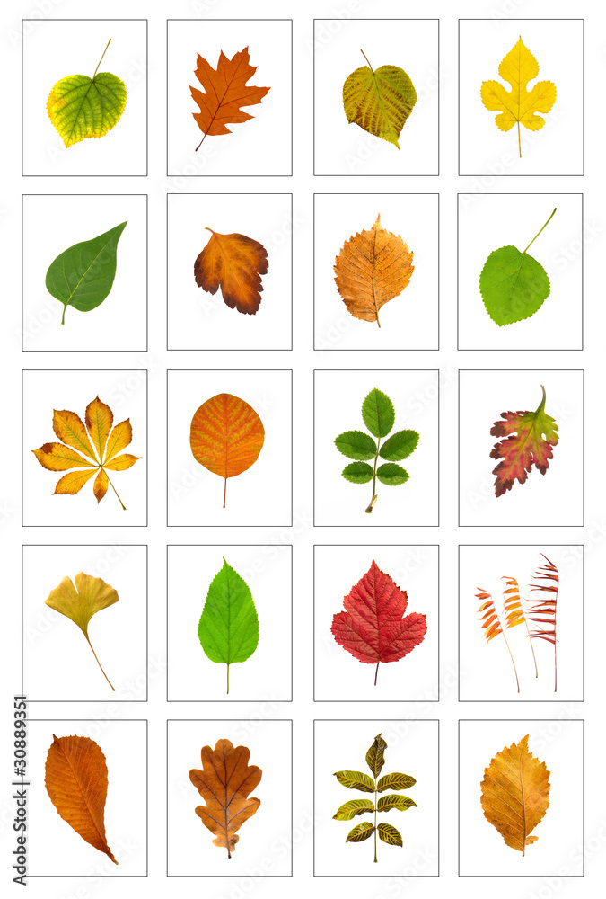 Naklejka premium Leaf