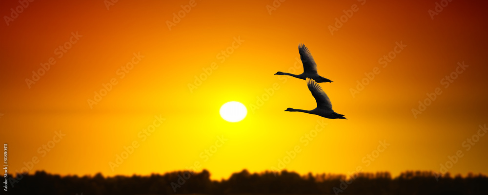 Fototapeta premium Sunny banner with swans