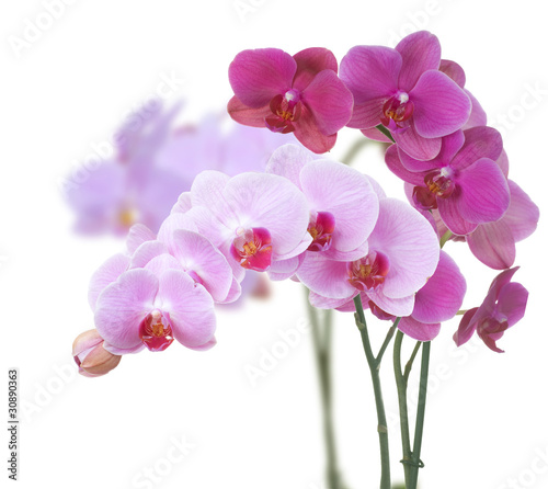 Photo Beautiful Pink Orchid isolated on white