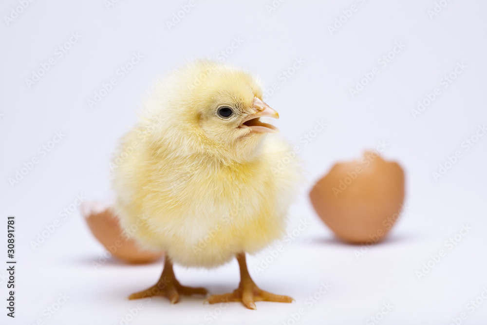 Baby chick