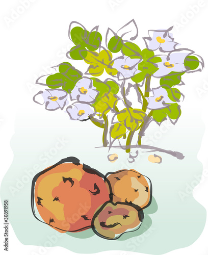 Potato