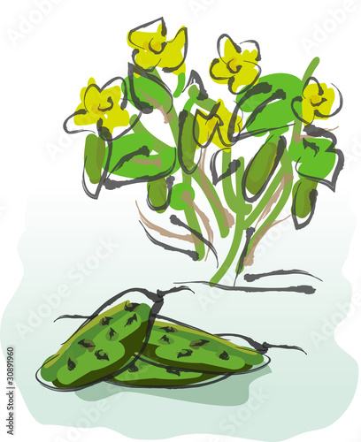 Cucumbers