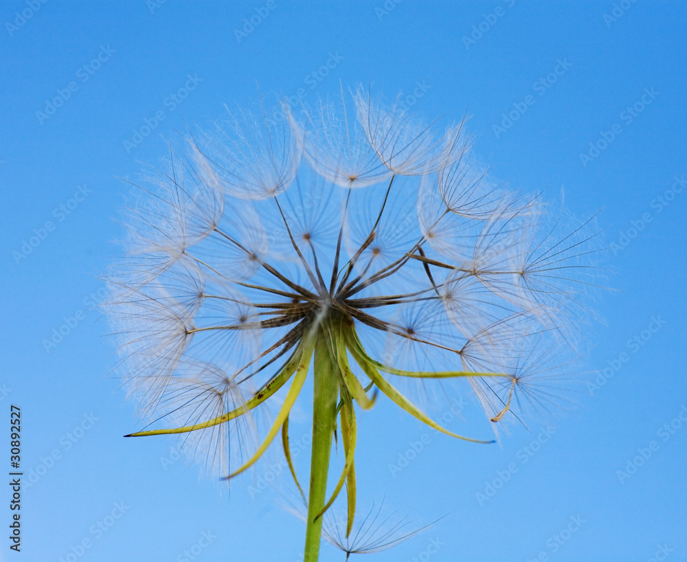 A Dandelion blowing