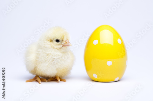 Happy Easter. Chick
