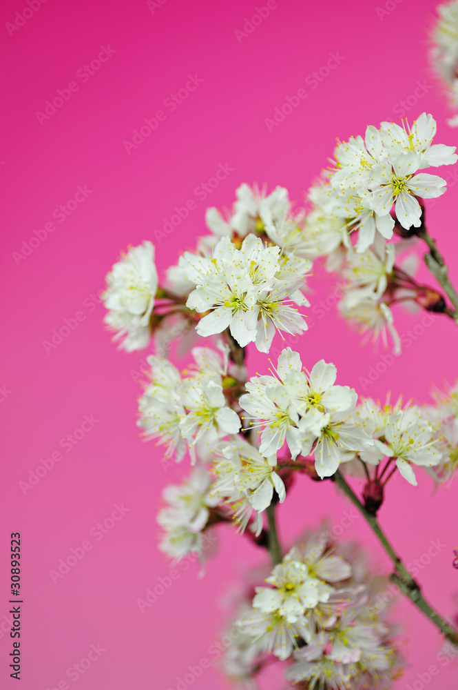 桜 桜