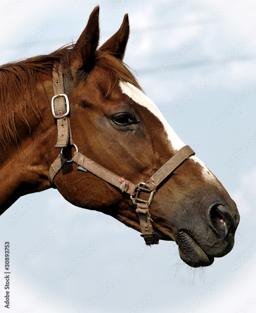Fototapeta premium Brown horse