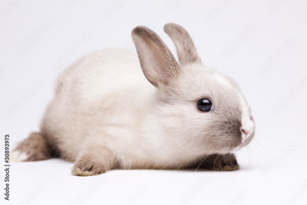 Bunny Bunny