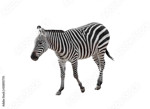 walking zebra over white background